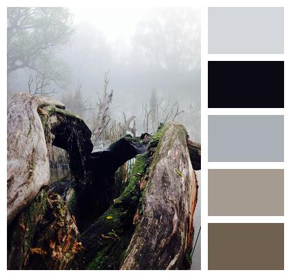 Swampy Landscape Wood Fog Image